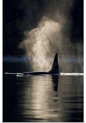An Orca Whale Exhales As It Surfaces In Inside Passage, Southeast Alaska