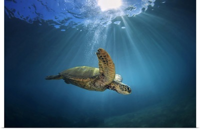 An Underwater View Of A Hawaiian Green Sea Turtle, Makena, Maui, Hawaii