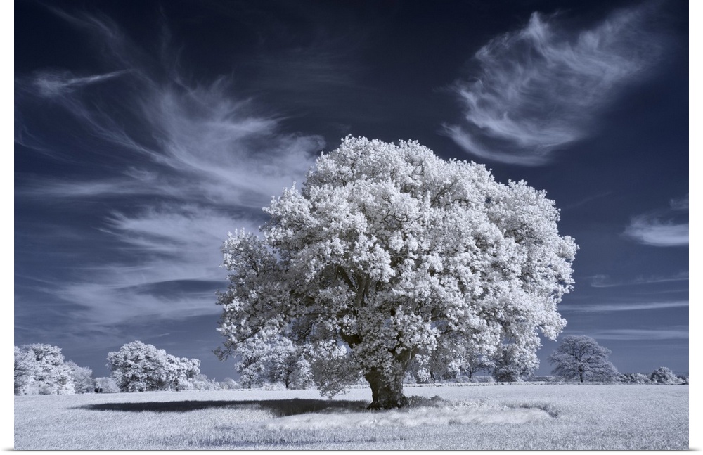 Ancient oak tree in infrared with white foliage against a deep blue sky.