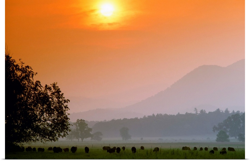 Angus beef cattle graze a green pasture near sunset, Cades Cove, Tennessee