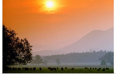 Angus beef cattle graze a green pasture near sunset, Cades Cove, Tennessee