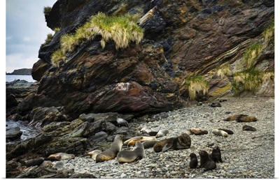 Antarctic Fur Seals Near Cooper Bay In South Georgia, Antarctica