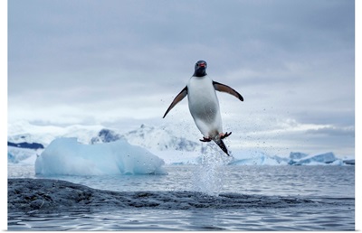Antarctica, Gentoo Penguins leaping from water