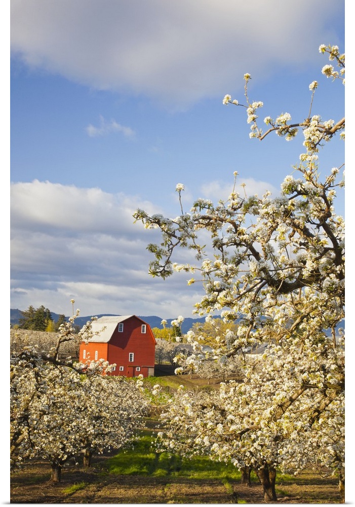 Apple Blossom Trees And A Red Barn; Oregon, USA