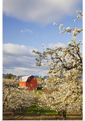 Apple Blossom Trees And A Red Barn; Oregon, USA