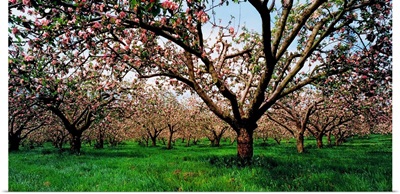 Apple Orchard, County Armagh, Ireland