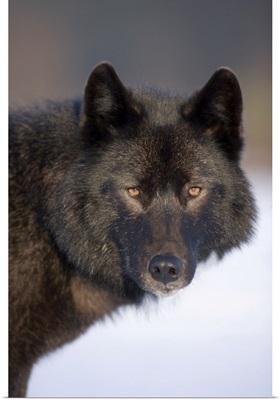Archipelago Wolf, Tongass National Forest, Alaska