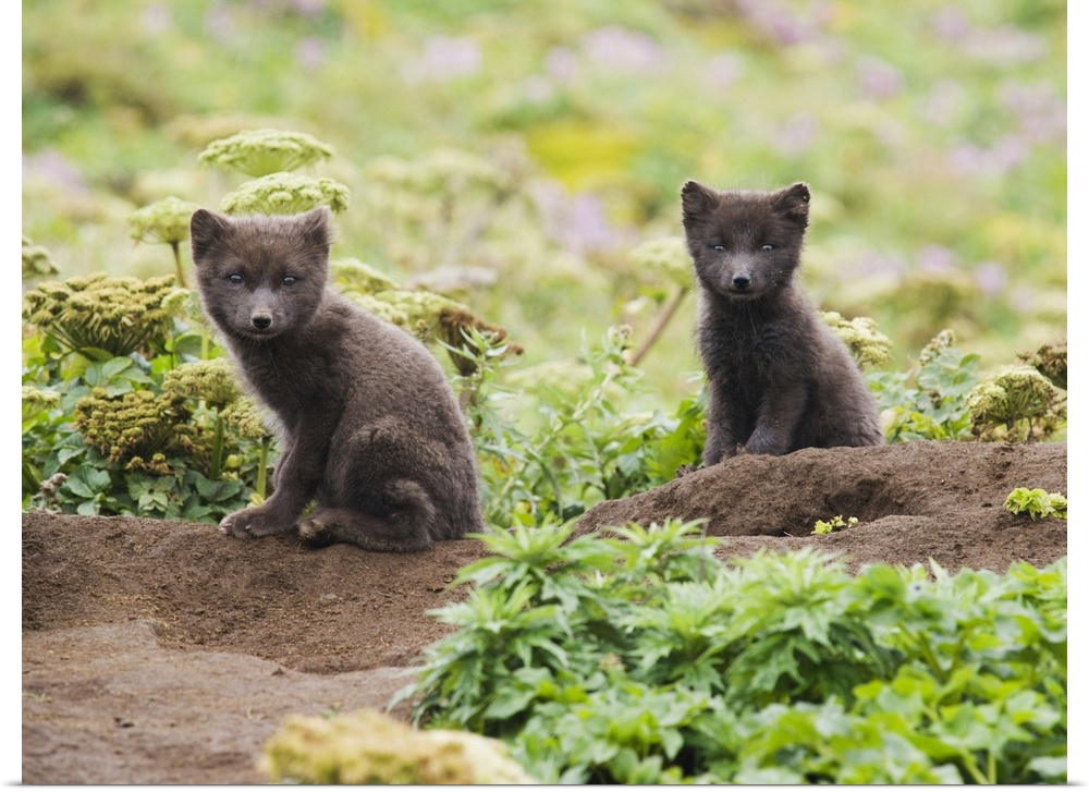 Two Arctic Fox Kits Sitting Near Their Den, St. Paul Island, Southwest Alaska, Summer