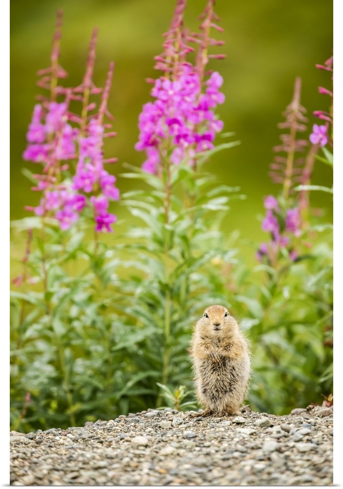 An Arctic Ground Squirrel (Urocitellus parryii) looks at camera while feeding in late summer. Fireweed (Chamaenerion angus...