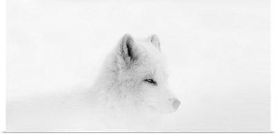 Arctic wolf during a snow storm