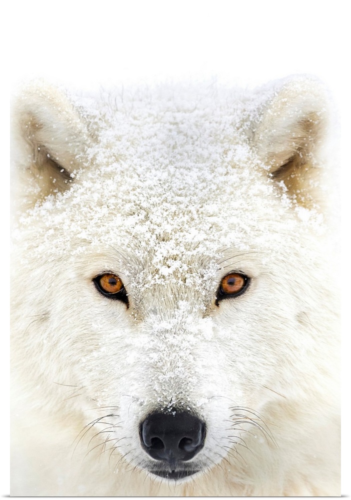Arctic wolf (Canis lupus arctos) portrait; Montebello, Quebec, Canada
