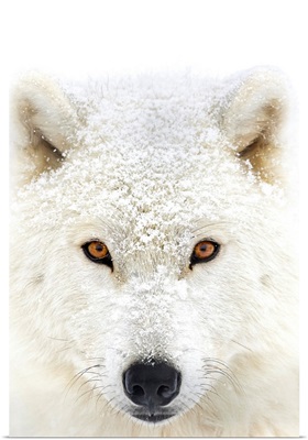 Arctic wolf portrait