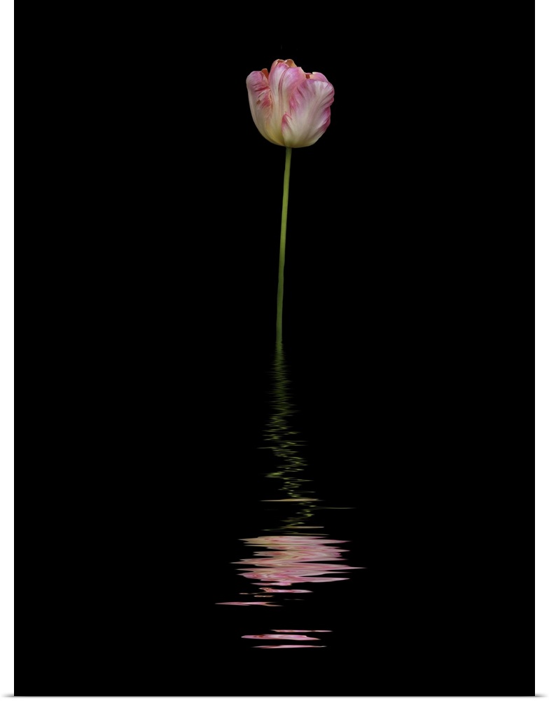 Art image of a pink and white tulip reflected in water.
