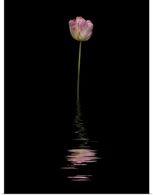 Art Image Of A Pink And White Tulip Reflected In Water