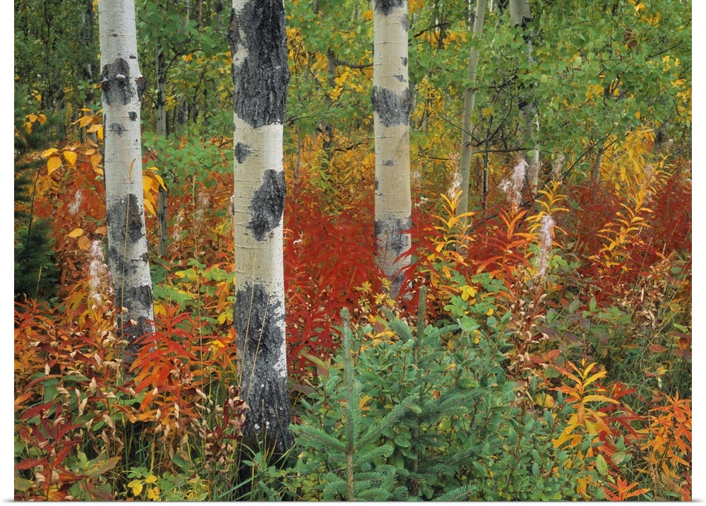 Aspen Trees And Fireweed, Kananaskis Country, Alberta, Canada