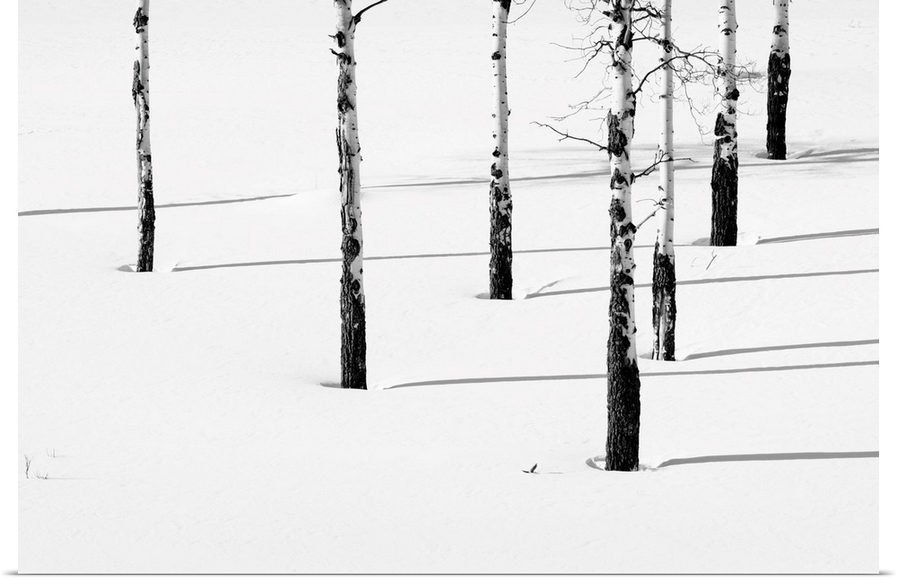 Aspen trees (Populas tremuloides) casting their shadows on the pristine snow, Yellowstone National Park United States of A...