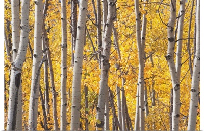 Aspen Trees In Autumn, Kananaskis Country, Alberta, Canada