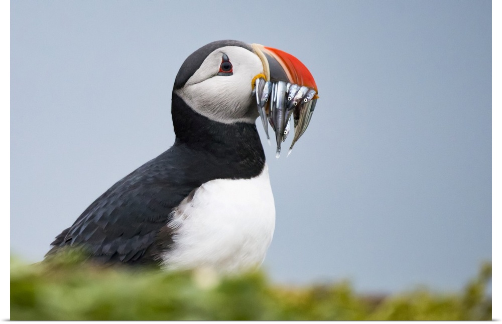 Atlantic puffin carrying mouthful of spearing baitfish to feed its chicks, Iceland