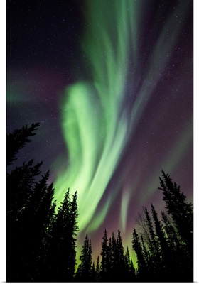 Aurora Borealis Over Silhouetted Trees, Delta Junction, Alaska