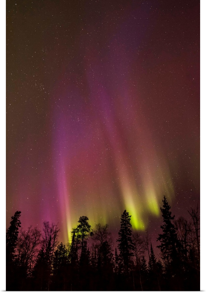 Aurora borealis over trees; Thunder Bay, Ontario, Canada