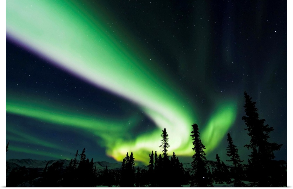 The bright neon green aurora swirling above the boreal forest, Chena River State Recreation Area, Fairbanks, winter.