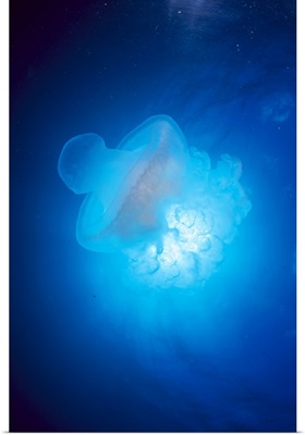 Australia, Jellyfish Illuminated By Sunburst