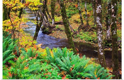Autumn Colors Along Wolf Creek, Oregon Coast Range, Oregon