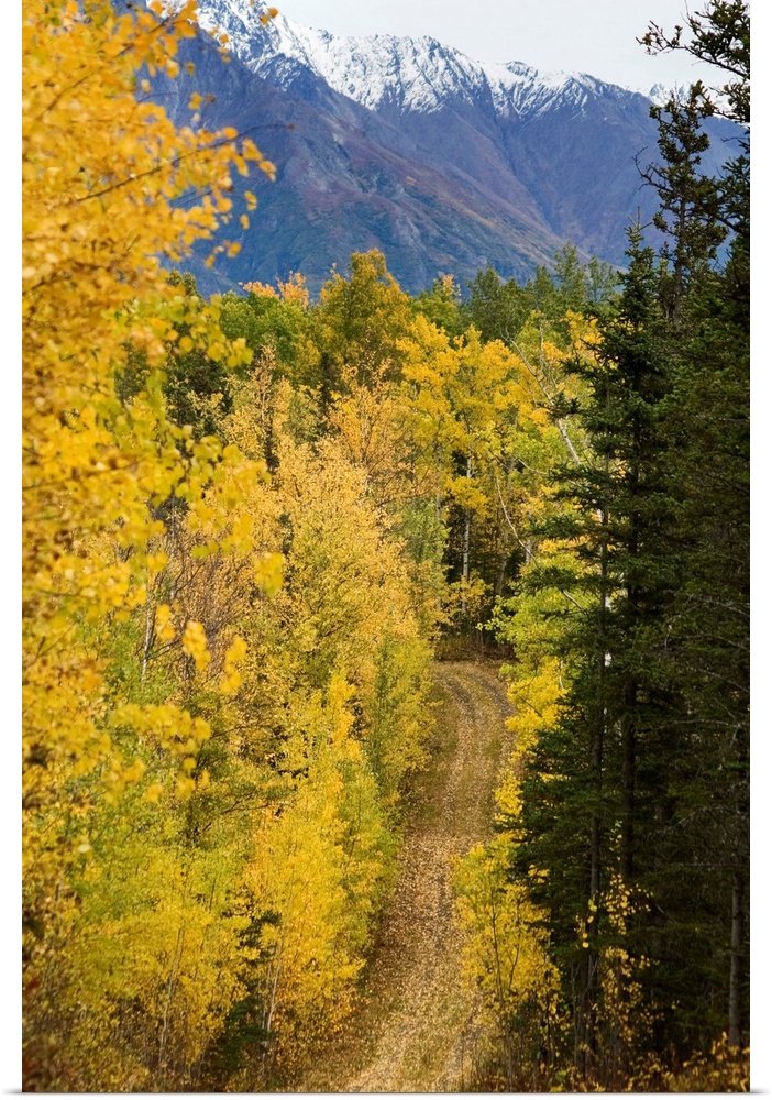 Autumn colors line a dirt road, Alaska
