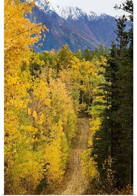 Autumn colors line a dirt road, Alaska