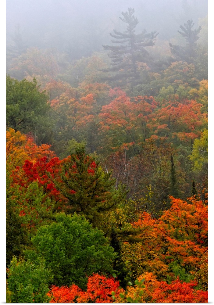 Autumn Colours In The Mist In Cottage Country, Ontario, Canada