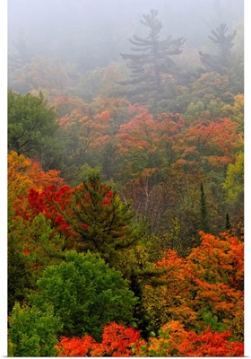 Autumn Colours In The Mist In Cottage Country, Ontario, Canada