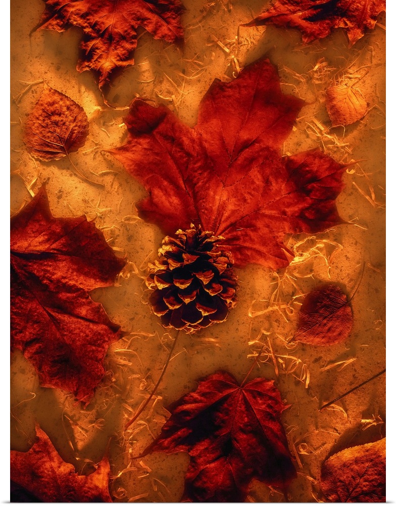 Autumn Maple Leaves and Pine Cone