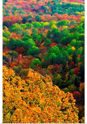 Autumn Trees, Ottawa Valley, Ontario, Canada