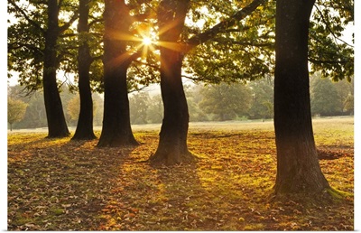 Autumnal Sunrise Viewed Through A Row Of Trees In Knole Park