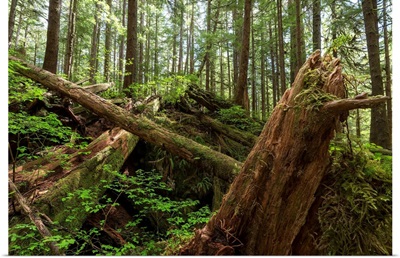 Avatar Grove, Tofino, British Columbia, Canada