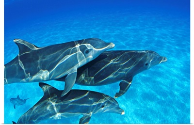 Bahamas, Atlantic Bottlenose Dolphin (Tursiops Truncatus) Swimming Together
