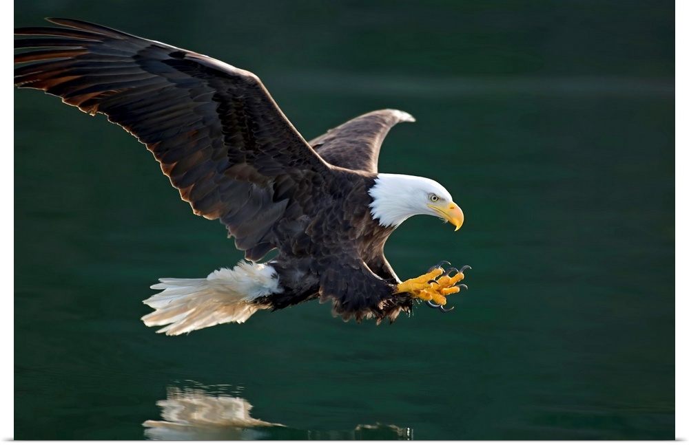 Photograph of a bald eagle swooping over a body of water about to catch a fish in it claws.