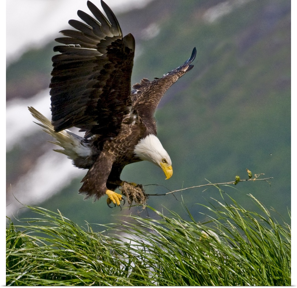 Bald Eagle gathering materials for a nest, Kukak Bay, Katmai National Park, Southwest Alaska, Summer