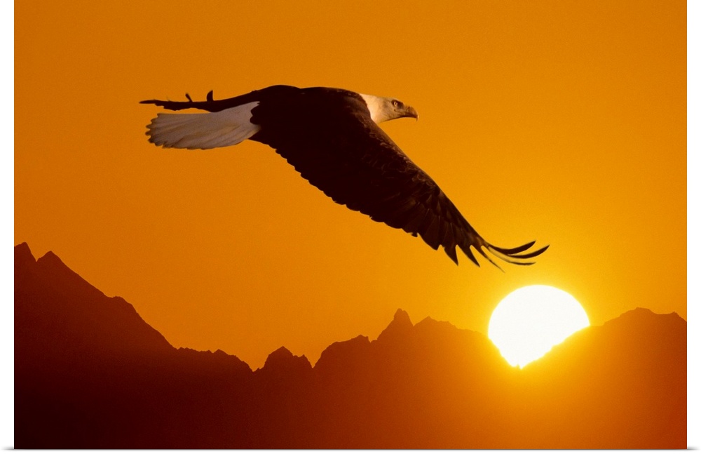 Big close-up photograph of a bird flying set against a silhouetted backdrop of a mountain range covering a sunset.