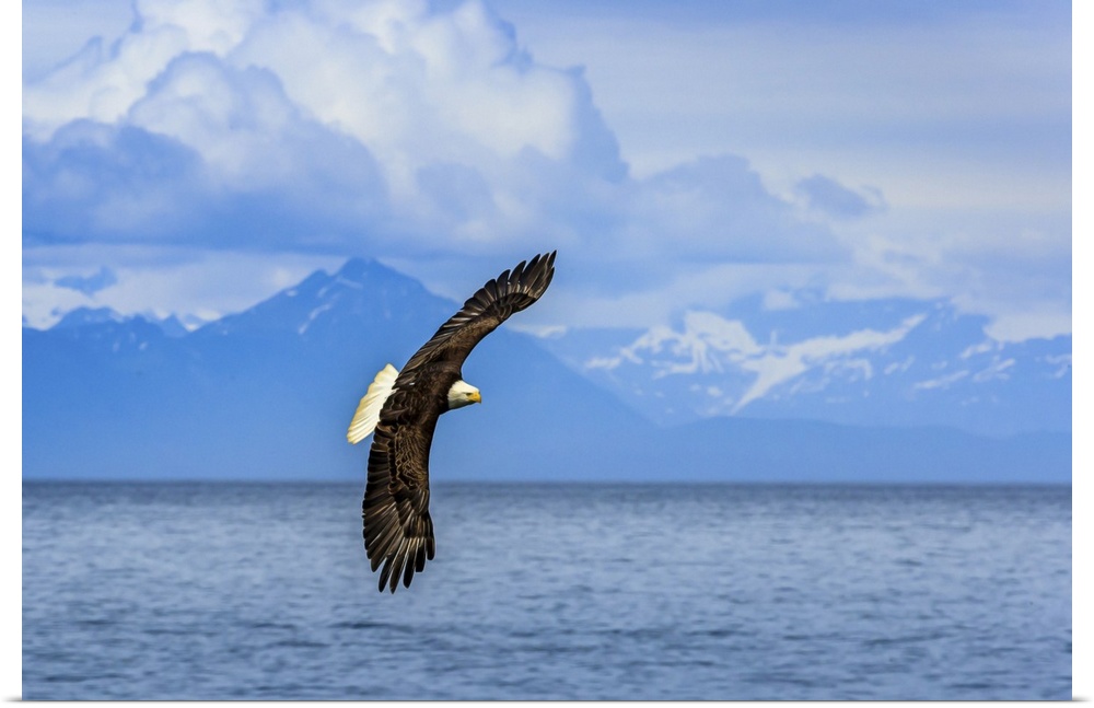 Bald Eagle, Haliaeetus leucocephalus, in flight along the shoreline in Cook Inlet, Alaska.