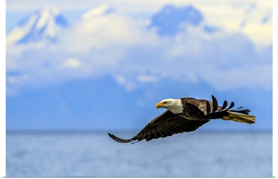 Bald Eagle In Flight Along The Shoreline In Cook Inlet, Alaska