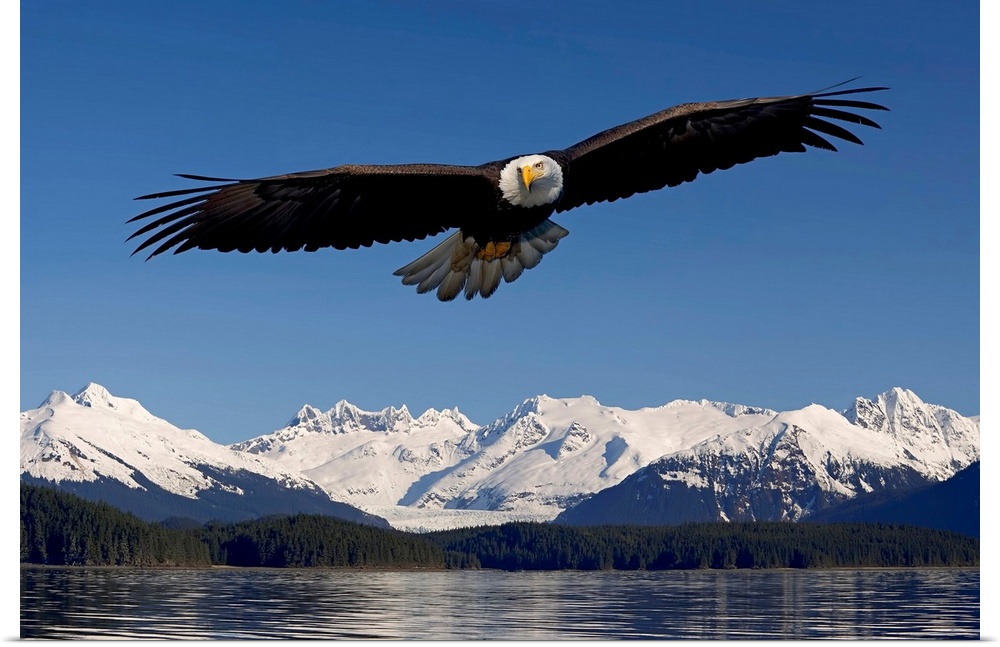 Photo print of an eagle with wide wing span flying over water with snowy rugged mountains in the background.
