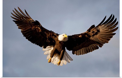 Bald Eagle In Flight Over Homer Spit, Kenai Peninsula, Alaska