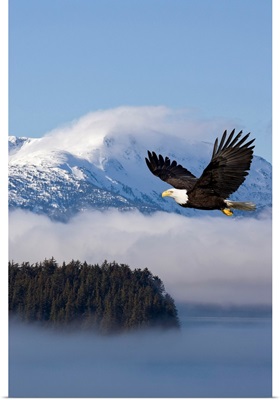 Bald Eagle in flight over the Inside Passage near Tongass National Forest