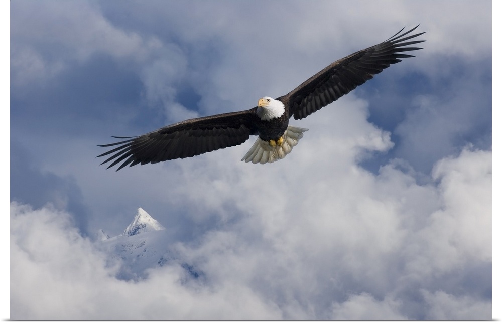 Bald Eagle In Flight Tongass National Forest Inside Passage Southeast Alaska Summer Composite