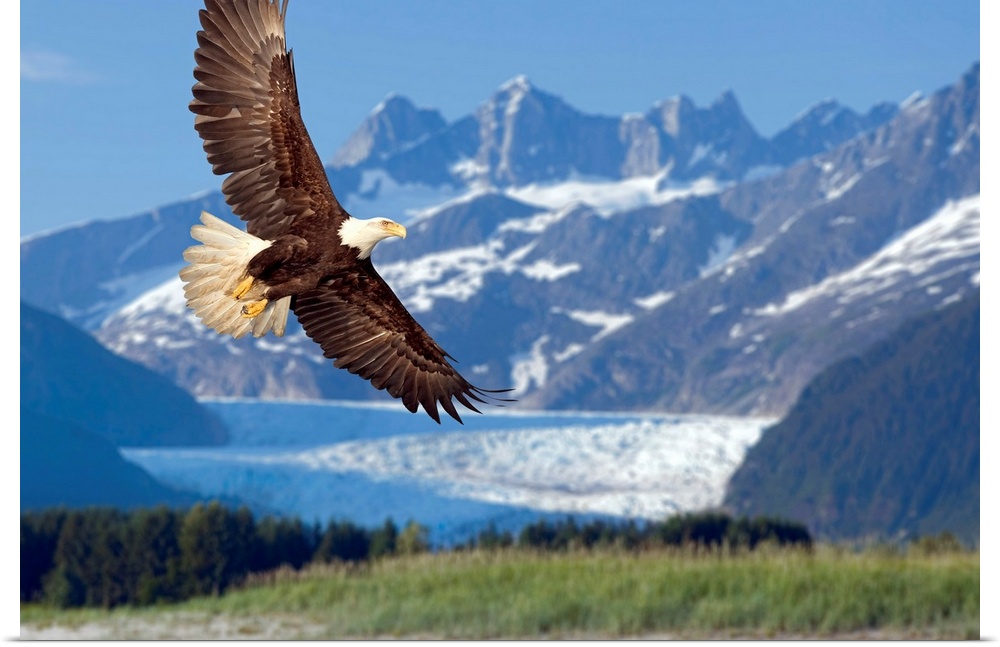 Large, horizontal photograph of a bald eagle in flight, in Tongass National Forest, Alaska.  Snow covered Mendenhall Glaci...