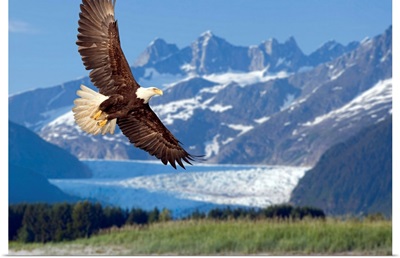 Bald Eagle in flight with Mendenhall Glacier in background