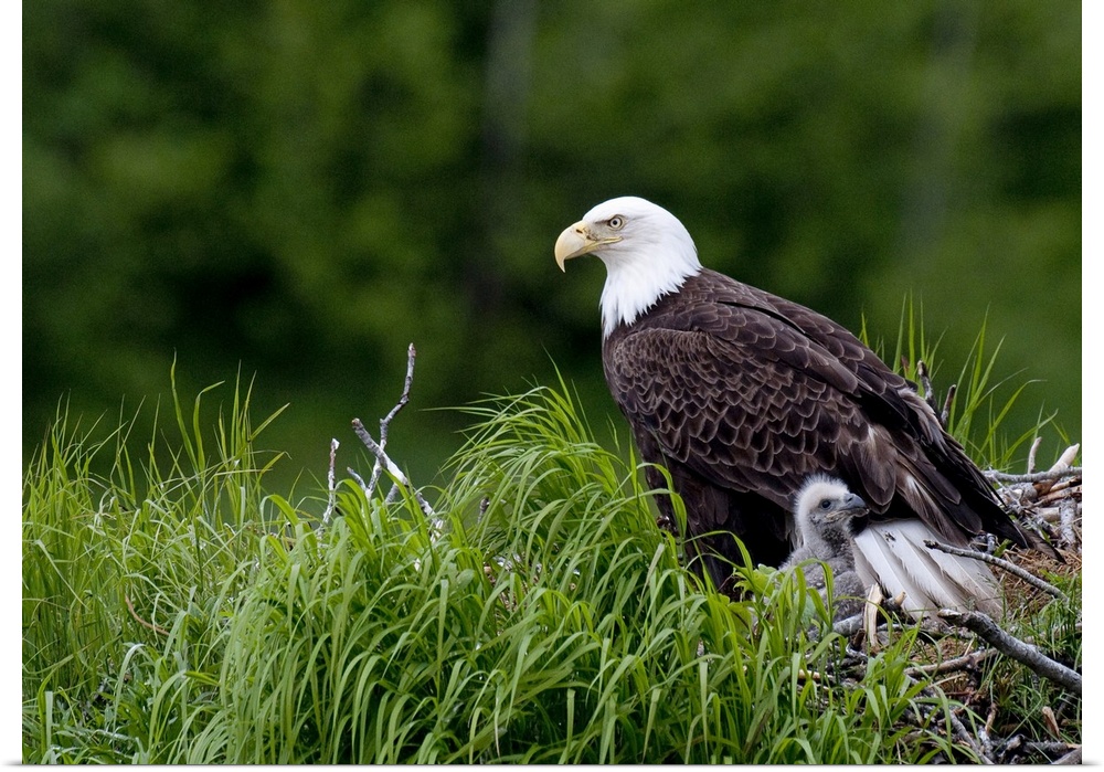 Bald Eagle nesting with her chick, Kukak Bay, Katmai National Park, Southwest Alaska, Summer
