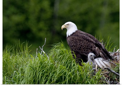 Bald Eagle nesting with her chick Kukak Bay Katmai National Park