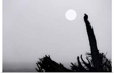 Bald Eagle On A Foggy Morning At Mendenhall Wetlands, Juneau, Alaska